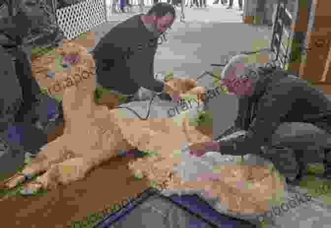 A Farmer Shearing An Alpaca, Showcasing The Soft And Luxurious Fleece Raising Animals For Fiber: Producing Wool From Sheep Goats Alpacas And Rabbits In Your Backyard