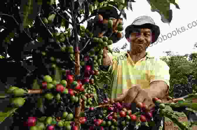 A Group Of Farmers Harvesting Coffee Beans In Colombia Liberalization And Crisis In Colombian Agriculture