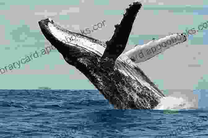 A Humpback Whale Breaching The Surface Of The Ocean. All About Whales Killer Whales Blue Whales Sperm Whales Beluga Whales Humpback Whales And More : Another All About In The Children S Picture Marine Animals Children S Books)