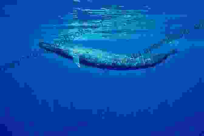 A Majestic Blue Whale, The Largest Animal On Earth Sea Otter: Fun Facts On Water Animals For Kids #13