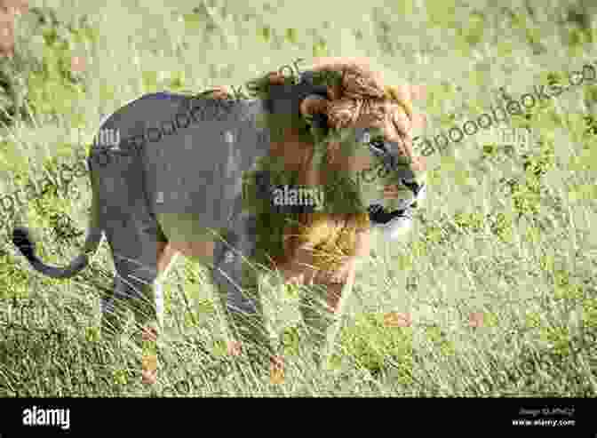 A Majestic Lion Prowling Through The Tall Grass Of A Savanna Wild Lands (Savage Lands 2)