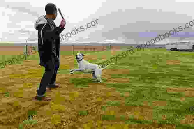 A Man And His Dog Playing Fetch In The Park Tales Of Two Species: Essays On Loving And Living With Dogs