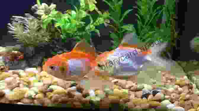 A Pair Of Goldfish In The Breeding Process The Healthy Goldfish Constance McKinley