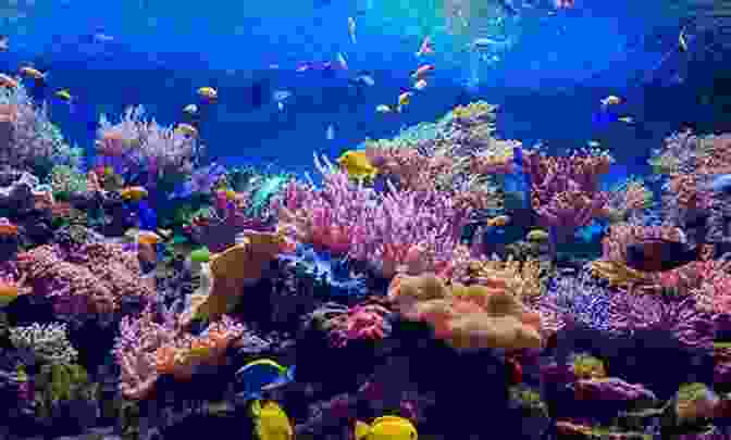 A Photo Of A Coral Reef With A Variety Of Marine Life Stressors In The Marine Environment: Physiological And Ecological Responses Societal Implications