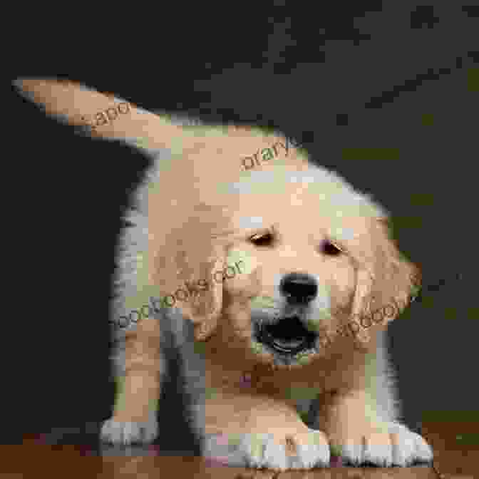 A Playful Golden Retriever Puppy With A Warm And Inviting Expression, Embodying The Joy And Love Of A Canine Companion. Happiness Is A Warm Puppy (Peanuts)