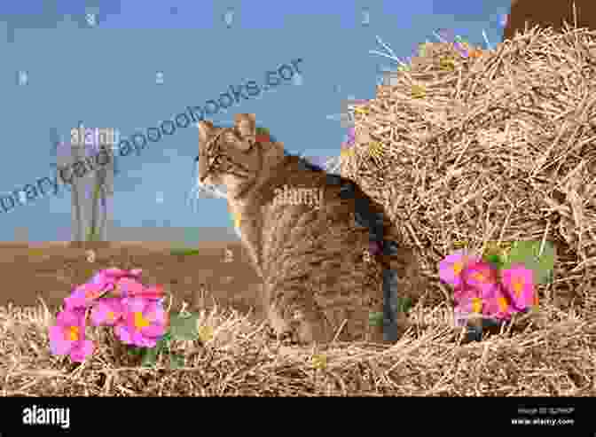 A Tabby Cat Sitting On A Hay Bale At Hinton Ampner Cats Of The National Trust