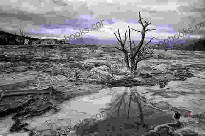 A Tiny Sapling Sprouting Amidst A Desolate Landscape, Representing Sarah's Inner Strength After The Rain 2 Sonya Durant