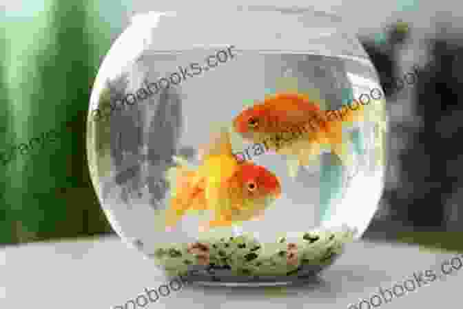 A Variety Of Goldfish Food In A Bowl The Healthy Goldfish Constance McKinley