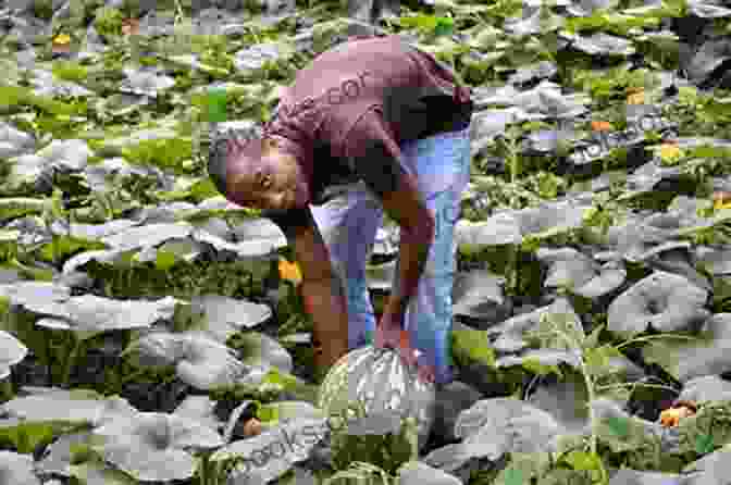 A Young Jamaican Farm Boy Working In The Fields Verses Of A Jamaican Farm Boy