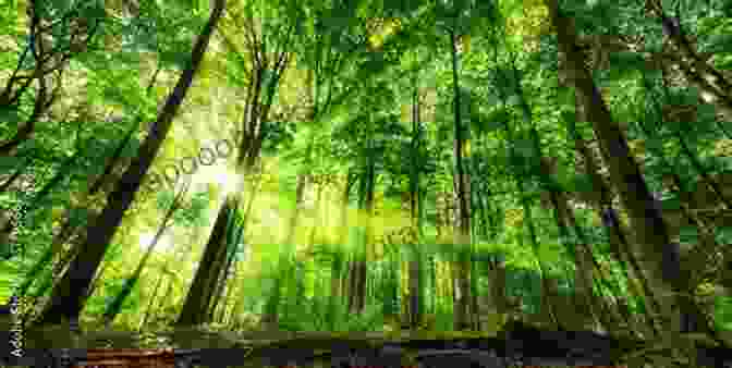 A Young Woman Walking Through A Lush Forest, Surrounded By Towering Trees And Vibrant Foliage. A Walk With Nature: Poetic Encounters That Nourish The Soul (Poetry Healing And Growth 9)