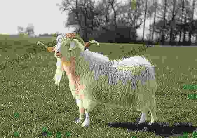 An Angora Goat With Its Long, Lustrous Mohair Fleece, Ready For Harvesting Raising Animals For Fiber: Producing Wool From Sheep Goats Alpacas And Rabbits In Your Backyard