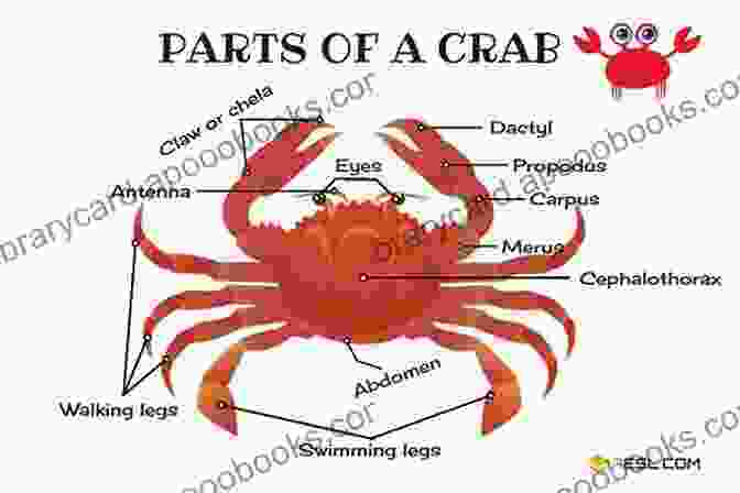 An Illustration Of A Crab's Anatomy, Highlighting Its Main Body Parts, Including The Carapace, Chelipeds, Walking Legs, And Abdomen. Crab: Fun Facts On Water Animals For Kids #10