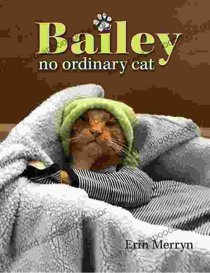 Bailey The Cat Bailey No Ordinary Cat Erin Merryn