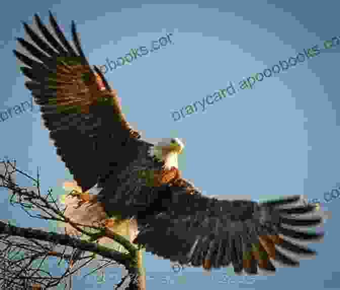 Bald Eagle Ultimate Oregon Coast Travel: Lincoln City (Gleneden Beach Neskowin): Every Beach Access Odd Facts Fun Finds