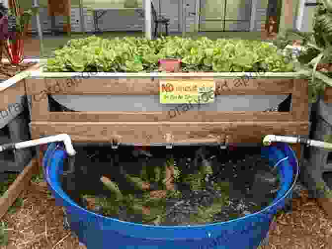 Bountiful Harvest From An Aqua Ponic Garden Hydroponics Ultimate Guide: How To Build And Manage Your Fruit And Herb Vegetable Garden In Aqua Ponic Practice