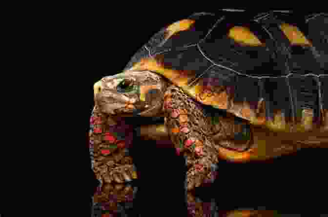 Captivating Red Footed Tortoise Basking In The Sun Red Footed Tortoises In Captivity Amanda Ebenhack