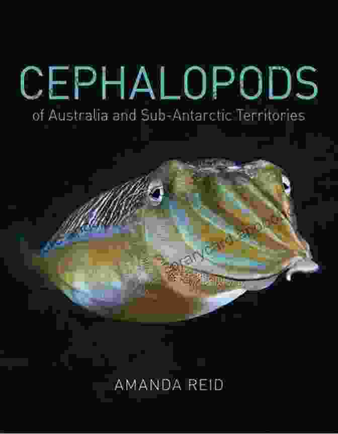 Cephalopods Of Australia And Sub Antarctic Territories Book Cover Cephalopods Of Australia And Sub Antarctic Territories