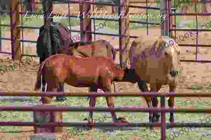 Children Observing A Herd Of Mustang Horses In A Protected Area Mustang Horse: Fun Facts On Horses For Kids #7