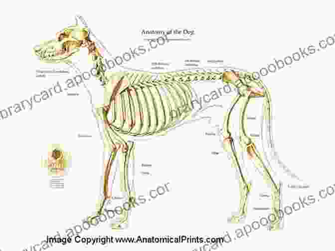 Detailed Diagram Of The Canine Skeletal System Veterinary Anatomy Colouring : Dog Anatomy Veterinary Physiology Workbook For Vet Nurses And Students 8 5 X 11 70 Pages