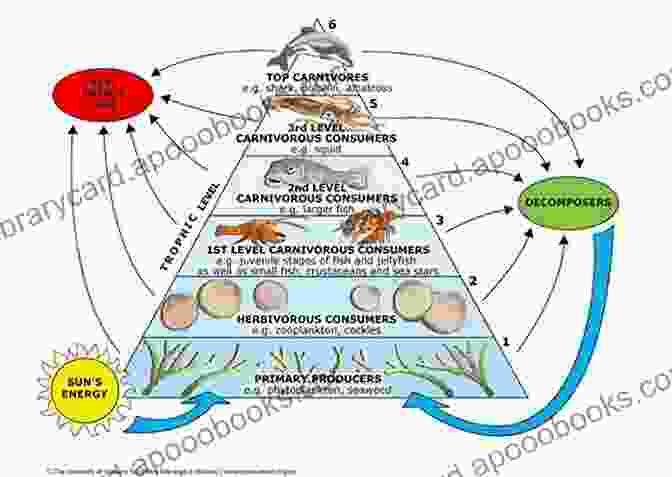 Diagram Depicting The Flow Of Energy Through The Ocean Ecosystem With Phytoplankton At The Base, Supporting Zooplankton And Fish, And Ultimately Humans As Consumers. Phytoplankton: Plankton And Productivity In The Oceans (Pergamon International Library Of Science Technology Engineering And Social Studies)