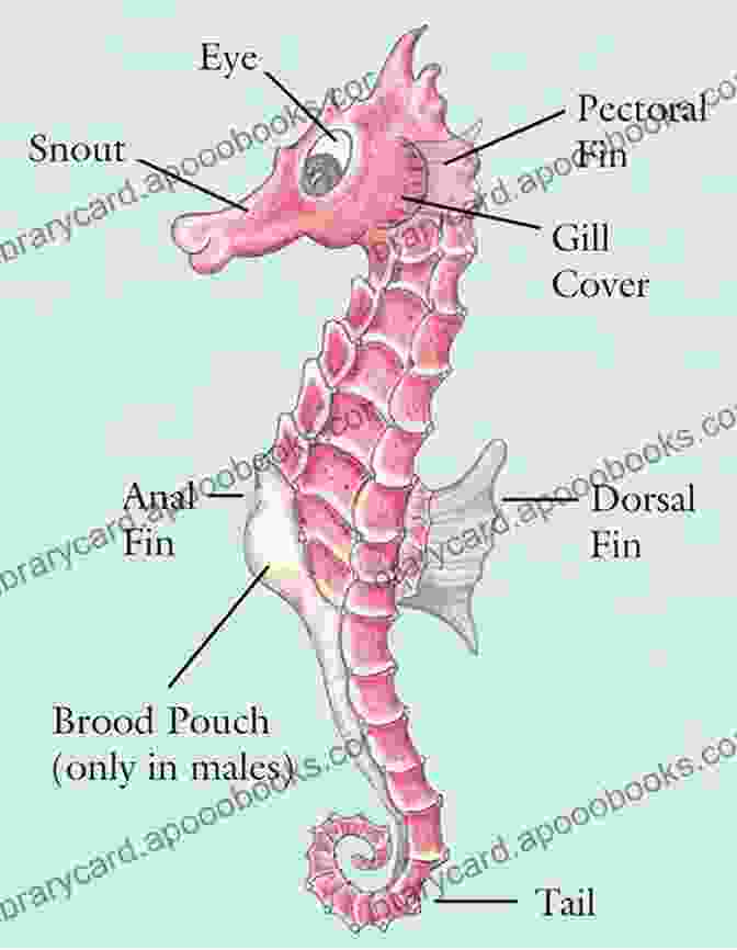 Diagram Of Seahorse Anatomy SeaHorse: Fun Facts On Water Animals For Kids #16