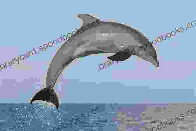 Dolphin Jumping Out Of Water Dolphin: Fun Facts On Water Animals For Kids #5