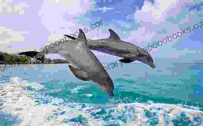 Dolphin Swimming In The Ocean Dolphin: Fun Facts On Water Animals For Kids #5