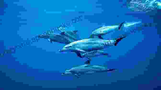 Dolphins Swimming In A Pod Dolphin: Fun Facts On Water Animals For Kids #5