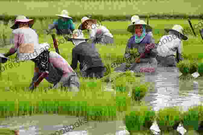 Farmers Harvesting Crops In A Fertile Field An To Non Traditional Security Studies: A Transnational Approach