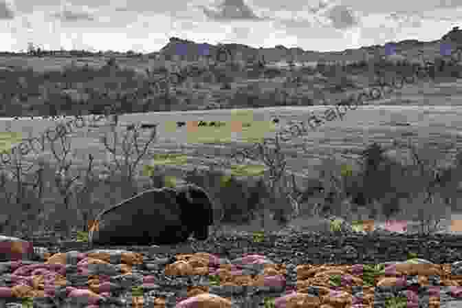 Hikers Observing Bison At Wichita Mountains Wildlife Refuge Best Easy Day Hikes Oklahoma City (Best Easy Day Hikes Series)