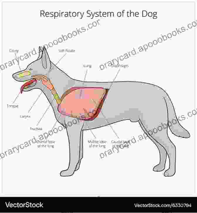 Illustration Of The Canine Respiratory System Veterinary Anatomy Colouring : Dog Anatomy Veterinary Physiology Workbook For Vet Nurses And Students 8 5 X 11 70 Pages