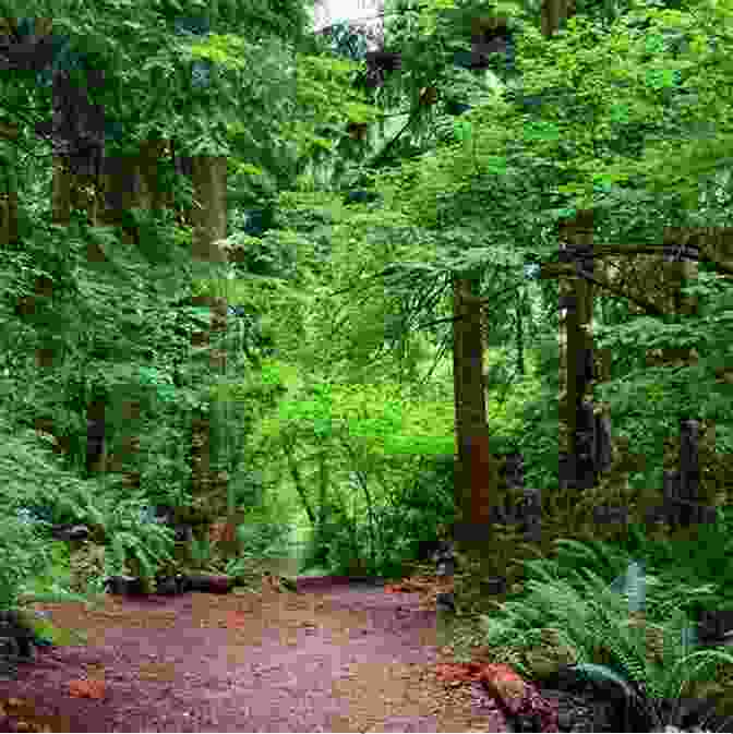 Image Of A Tranquil Hiking Trail Amidst A Lush Forest Orlando Mini Survival Guide Ken Chan