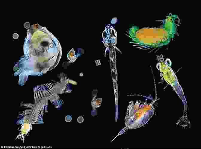 Magnified Image Of Diverse Plankton Species Swimming In Ocean Water Showcasing Their Intricate Forms And Vibrant Colors Phytoplankton: Plankton And Productivity In The Oceans (Pergamon International Library Of Science Technology Engineering And Social Studies)