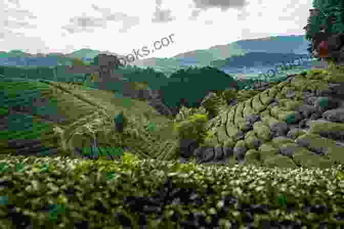 Rows Of Green Tea Plants In A Field In Kyoto Strolling Around Kyoto: Travel Beautiful 4 Seasons Of Kyoto Japan