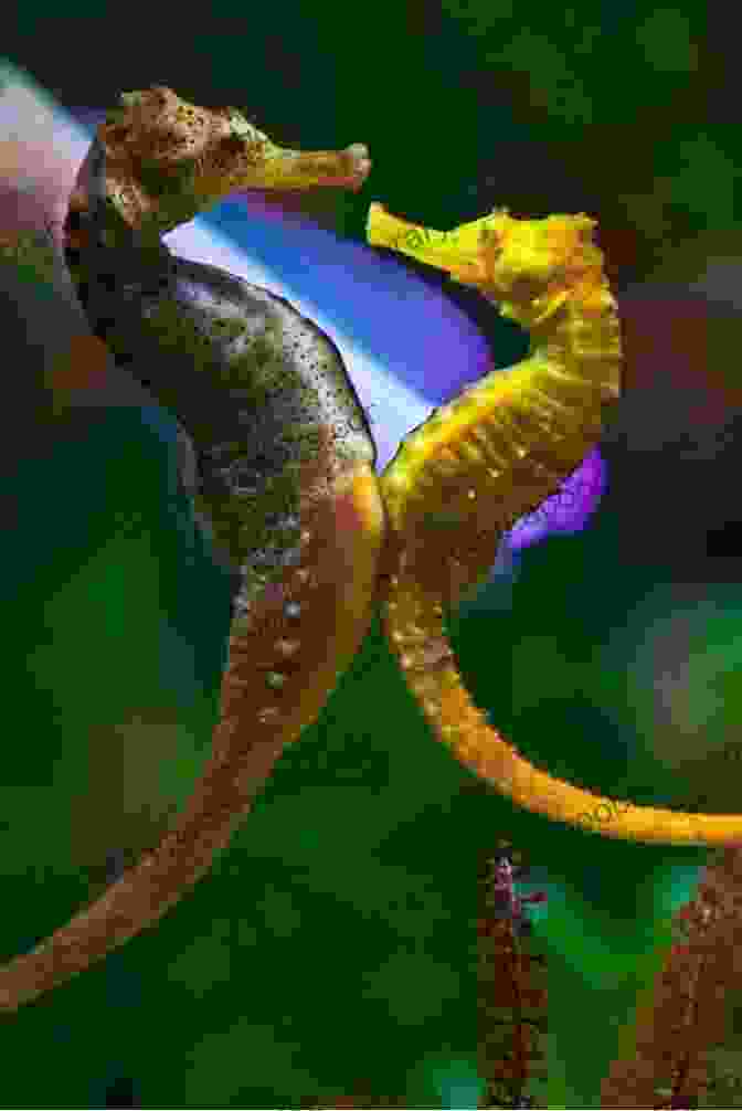 Seahorses Engaged In Courtship Dance SeaHorse: Fun Facts On Water Animals For Kids #16