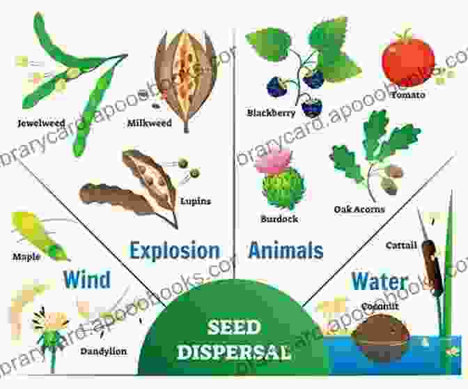 Various Seeds Adapted For Dispersal By Wind, Water, And Animals Seeds Annabel Soutar