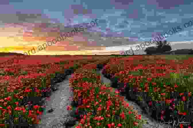 View Of A Vast Field Of Poppies Sea Of Poppies: A Novel (The Ibis Trilogy 1)